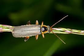 Attēlu rezultāti vaicājumam “Cantharis nigricans”