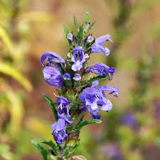 Image result for Dracocephalum moldavicum