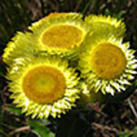 Image result for Helichrysum foetidum