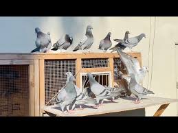 Image result for Meridian Racing Pigeon Lofts