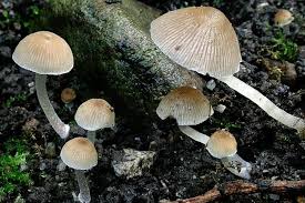 Attēlu rezultāti vaicājumam “Psathyrella pygmaea”