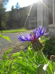 Image result for Flockenblume