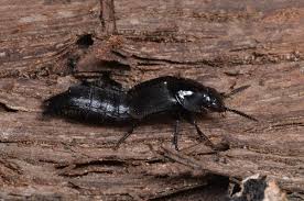 Attēlu rezultāti vaicājumam “Quedius dilatatus”