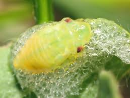 Attēlu rezultāti vaicājumam “Philaenus spumarius nymph”