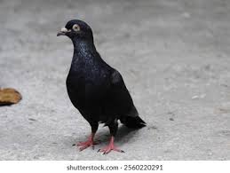 Attēlu rezultāti vaicājumam “Columba livia f. domestica”