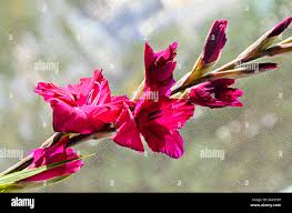 Attēlu rezultāti vaicājumam “Gladiolus imbricatus leaf”