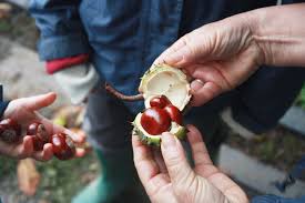 Attēlu rezultāti vaicājumam “Aesculus hippocastanum fruit”