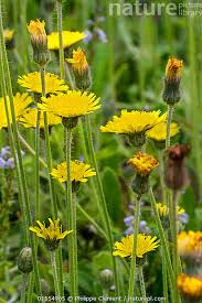 Attēlu rezultāti vaicājumam “Pilosella officinarum leaf”