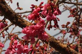 Image result for 緋寒桜