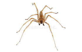 Attēlu rezultāti vaicājumam “Cheiracanthium sp. male”