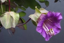 Image result for Glockenrebe