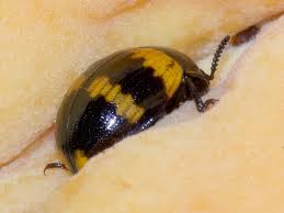 Attēlu rezultāti vaicājumam “Diaperis boleti”