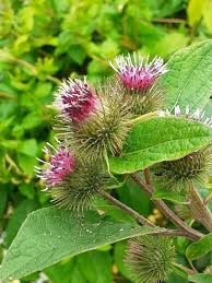 Attēlu rezultāti vaicājumam “Arctium”