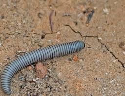 Attēlu rezultāti vaicājumam “Ommatoiulus vilnensis”