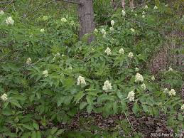 Attēlu rezultāti vaicājumam “Sambucus racemosa flower”