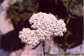 Attēlu rezultāti vaicājumam “Achillea millefolium flower”