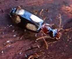 Attēlu rezultāti vaicājumam “Dromius quadrimaculatus”