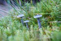 Attēlu rezultāti vaicājumam “Cantharellula umbonata”