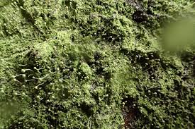 Attēlu rezultāti vaicājumam “Chaenotheca furfuracea”