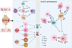 Attēlu rezultāti vaicājumam “Leiocolea rutheana cells”