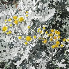 Image result for Cineraria maritima