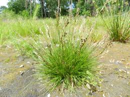 Attēlu rezultāti vaicājumam “Juncus squarrosus”