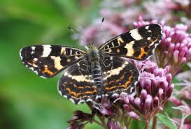 Attēlu rezultāti vaicājumam “Araschnia levana”