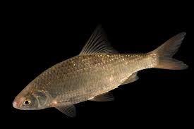 Image result for Rutilus rutilus