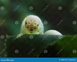 Attēlu rezultāti vaicājumam “Cimbex femoratus larva”