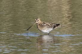 Attēlu rezultāti vaicājumam “Gallinago gallinago”