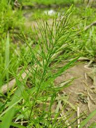 Attēlu rezultāti vaicājumam “Equisetum pratense”