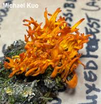 Attēlu rezultāti vaicājumam “Calocera viscosa”