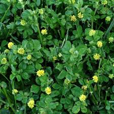 Attēlu rezultāti vaicājumam “Medicago lupulina”