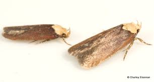 Attēlu rezultāti vaicājumam “Depressaria depressana”