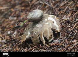 Attēlu rezultāti vaicājumam “Geastrum pectinatum”