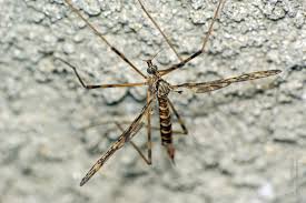 Attēlu rezultāti vaicājumam “Epiphragma ocellare”