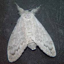 Attēlu rezultāti vaicājumam “Lymantriidae”