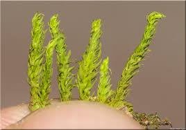 Attēlu rezultāti vaicājumam “Anomodon viticulosus”