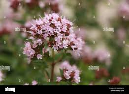 Attēlu rezultāti vaicājumam “Origanum majorana flower”