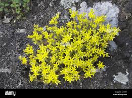 Attēlu rezultāti vaicājumam “Sedum sexangulare flower”