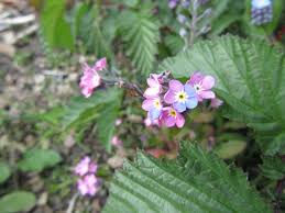 Attēlu rezultāti vaicājumam “Myosotis sylvatica flower”