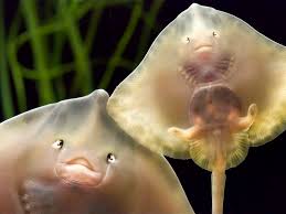 Image result for Raja clavata