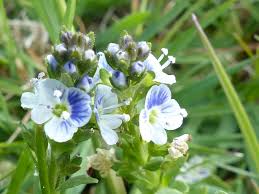 Attēlu rezultāti vaicājumam “Veronica agrestis flower”
