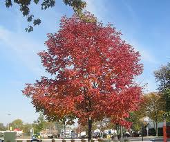 Attēlu rezultāti vaicājumam “Fraxinus pennsylvanica”