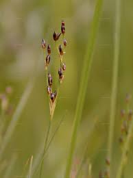 Attēlu rezultāti vaicājumam “Juncus gerardii bud”