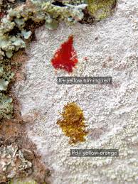 Attēlu rezultāti vaicājumam “Phlyctis agelaea”