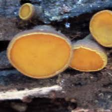 Attēlu rezultāti vaicājumam “Chlorencoelia versiformis”