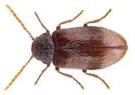 Attēlu rezultāti vaicājumam “Anobiidae”