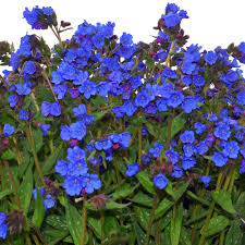 Attēlu rezultāti vaicājumam “Pulmonaria obscura flower”
