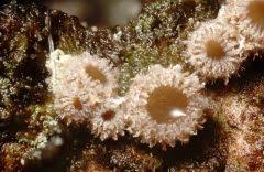 Attēlu rezultāti vaicājumam “Lachnum corticale”